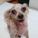 강아지가 무지개다리를 건넜어요
