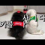 [강아지] <b>코카</b>콜라로 변한 강아지-유튜브