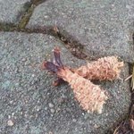 길에서 <b>주운</b> 모양이...