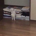 [드루와] 얘<b>둘</b>쓰 너네 오티갈<b>때</b> 뭐입을거임?