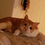 네오라고해여  넘나이뻐서자랑하고싶어서