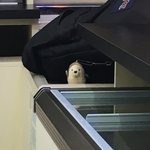 [댓글부탁해] 가방<b>고리</b> 너무 귀엽지ㅠㅠㅠ