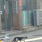 [댓글부탁해] <b>젖소</b> 귀엽다 추반 ㄱㄱㄱ