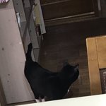 고양이 어리바리 <b>까네</b>