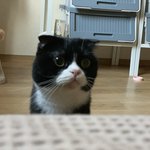 [고양이] 나도 고양이 보여주고 싶어 ! 5탄