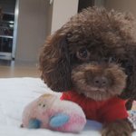 [댓글부탁해] 강아지 이 <b>애착</b>인형 어디서 팔아???