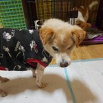 [강아지] 노견 <b>포포</b> 가족이 되어주세요