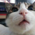 [고양이] 뒤집기 장인 8살 뚠냥이 보구가!!!
