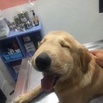벌에 쏘인 인절미 ㅜㅠ