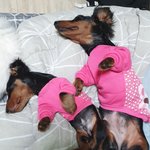 [강아지] 귀여운<b>아가</b>들6탄