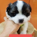 [강아지] 60일령 <b>남매</b> 가족이 되어주세요