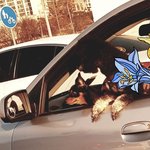 [방탈죄송] <b>운전석</b>에 반려견좀 태우지마세요