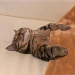 나 알바에서 ㄹㅇ 너무너무너무 좋다 막내딸 된 기분 ㅠㅠ