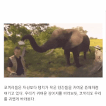 새벽에 커<b>여운</b>짤 짤털