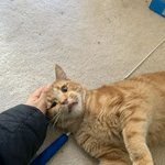 <b>얼빵</b>한 우리집 고양이 2