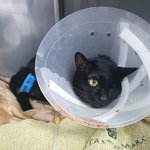 [고양이] 왜 제 아이일까요 글쓴이 입니다.[동물사랑방 글]