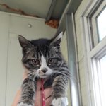 [고양이] 길냥이 입양 후 벌써 일년! <b>두</b><b>찌</b>공개