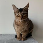 [고양이] 올만에 아비시니안 <b>토리</b>