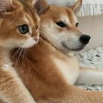 J야 보고<b>시포</b>..