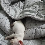 [강아지] 우리집 꼴통 <b>만두</b>성장기