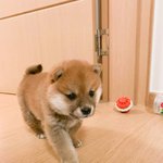 (사진<b>폭탄</b>)우리집 댕냥이 소개합니다 :)