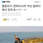 <b>멸종</b>위기 '큰바다사자' 부산 앞바다에서 포착