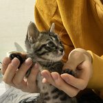 [고양이] 아기고양이모델해도 될거같은 비쥬얼