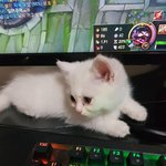 [고양이] 핑크젤리에서 블랙젤리루 ㅋ