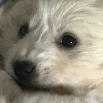[드루와] 오늘 <b>시장</b>에서 대꼬<b>옴</b> 강아지 ,,