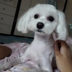 <b>울</b> <b>집</b> 강아지