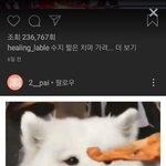 이 <b>개이름</b> 뭐야??