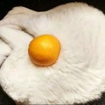 이런 귀여운 <b>사진</b> 짤<b>털</b> 좀