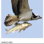 [모두드루와] 이글 좀 내려줘 ㄷㄷㄷ