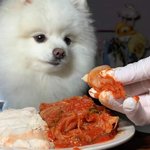 [댓글부탁해] 댕댕이용 김치