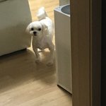 친구집에서 자고 왔는데 강아지 개<b>싸늘</b>해짐