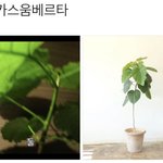 [NCT] <b>화분</b> 키우는거 관심있는 준희