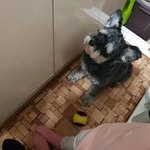 [강아지] 아직도 니가 살아있는거 같은데