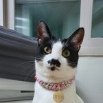 [고양이] 얼룩냥 <b>김점</b>례가 돌아왔어요 3탄