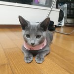 고양이))내강아지 <b>치즈</b>~