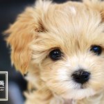 [강아지] <b>푸들</b>과 말티푸가 만나면