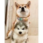 [모두드루와] <b>덩치</b>차이 모음