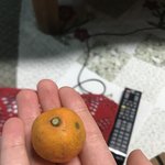 [드루와] 귤 레전드로 작은거 찾았다;