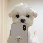 [댓글부탁해] <b>이런</b> 강아지 <b>사진</b> 많은사람?