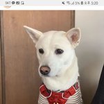 <b>대전</b> 진돗개 몽실이를 찾습니다..
