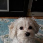 <b>울</b> <b>집</b> 사랑둥이