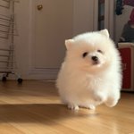 내<b>돌</b> 강아지 봐 ㅠㅠㅠㅠ