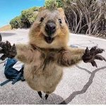 헐 쿼카 ㅋㅋㅋㅋㅋㅋ