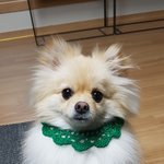 [강아지] <b>망고</b>!!