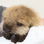 아기 <b>해달</b>의 치명적인 모먼트