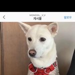 <b>대전</b> 와동 하얀 진돗개 보신분 연락 바랍니다..! (하네스에 몽실써져있음)
